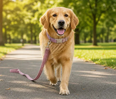 Golden retriever wearing the velvet collar walking in a sunny park
